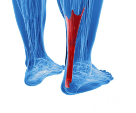 Tendon d'Achille1.png
