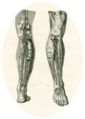Anatomie jambe.png