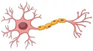 Neurone.jpg