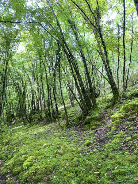 Fichier:Nature1.png
