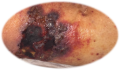 Vasculi.png