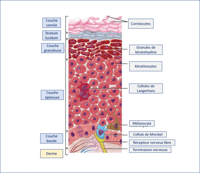 Fichier:Epiderme.png
