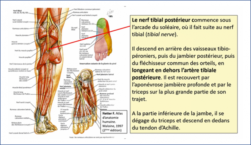Fichier:Anat43.png