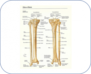 Tiba et fibula.png