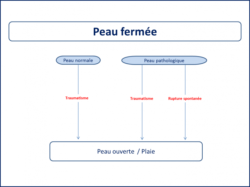 Fichier:Formation d'une plaie.png