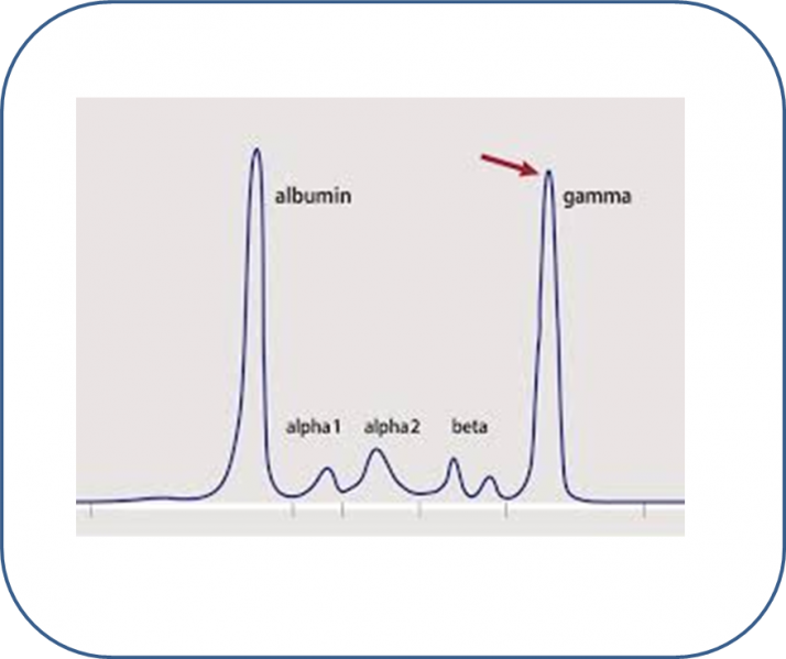 Fichier:Gamma.png