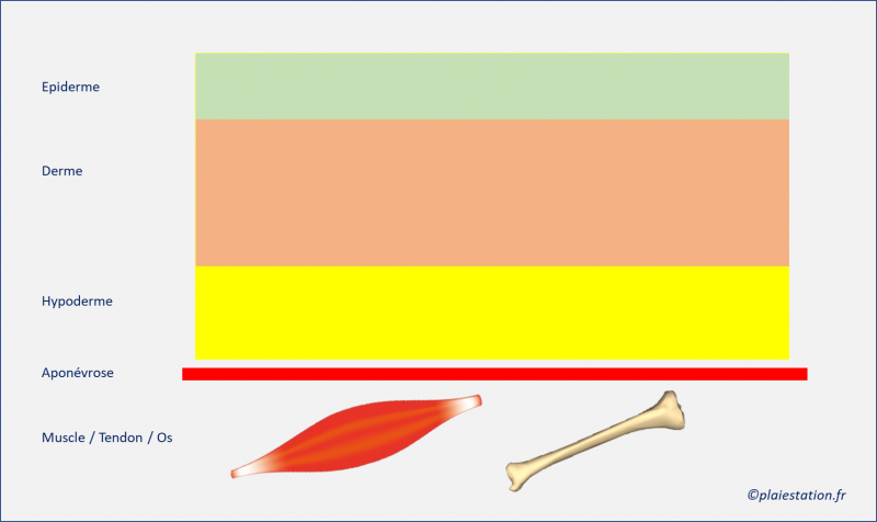 Fichier:Cav1.png