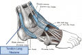 Tendon-anat2.png