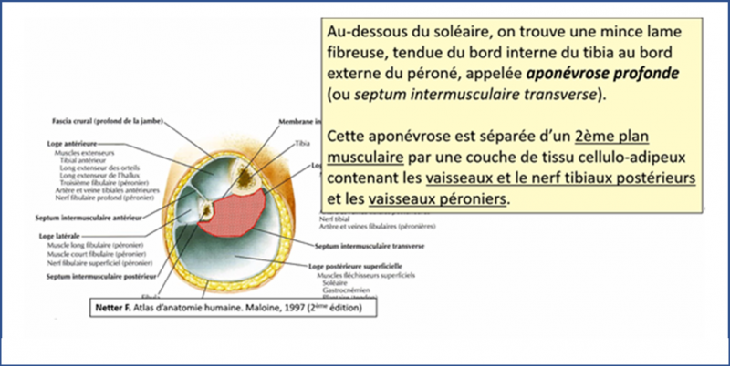 Fichier:Anat23.png