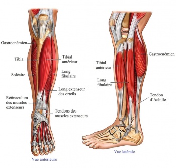 Tendon MI.jpg