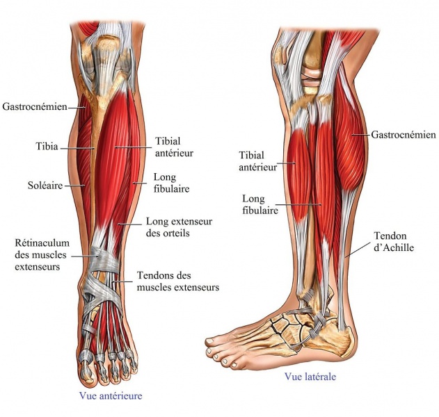 Fichier:Tendon MI.jpg