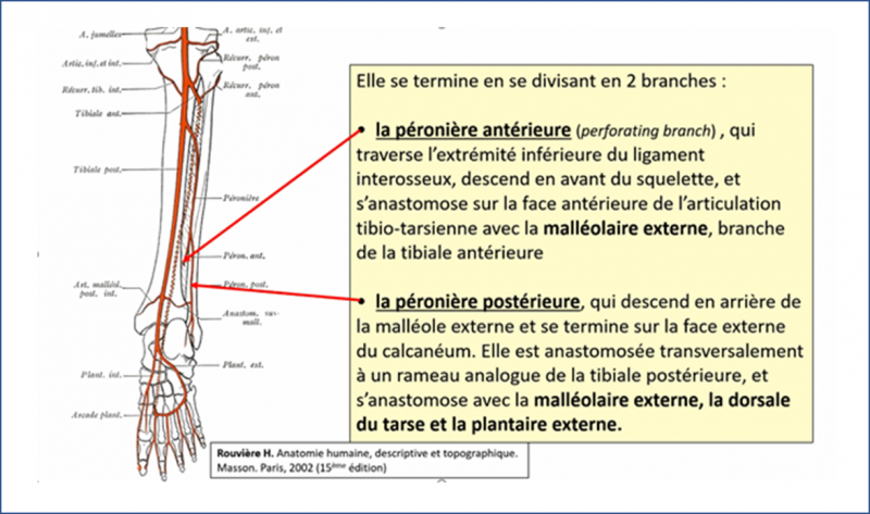 Fichier:Anat39.png