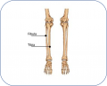 Anatomie3.png