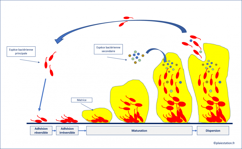 Fichier:Biofilm.png