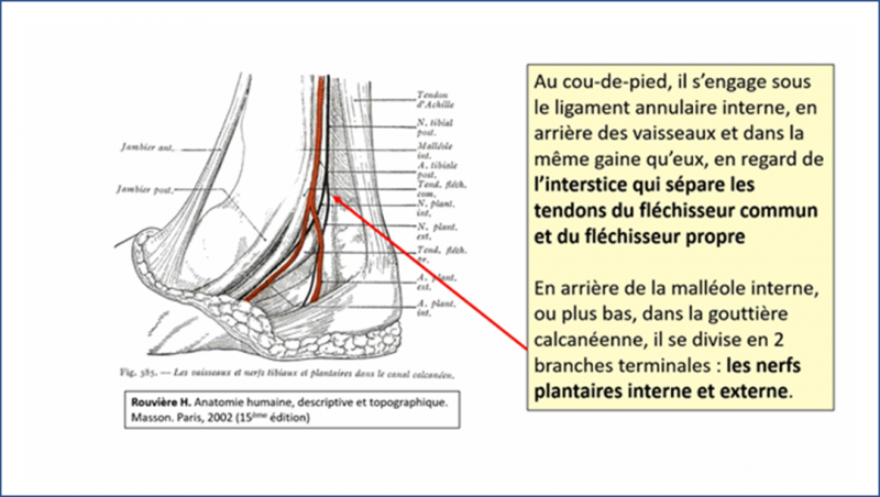 Fichier:Anat44.png