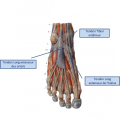 Tendon-anat3.png