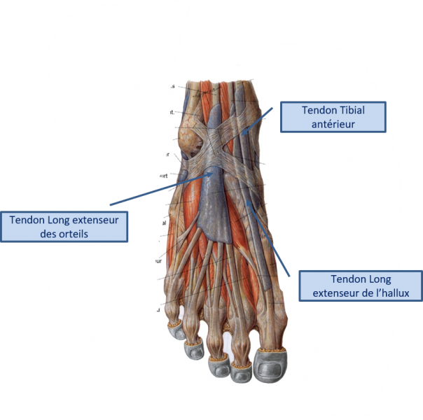 Fichier:Tendon-anat3.png