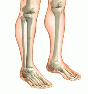 Tiba et fibula1.png