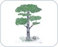 Arbre.jpg