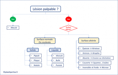 Lésions élémentaires.png