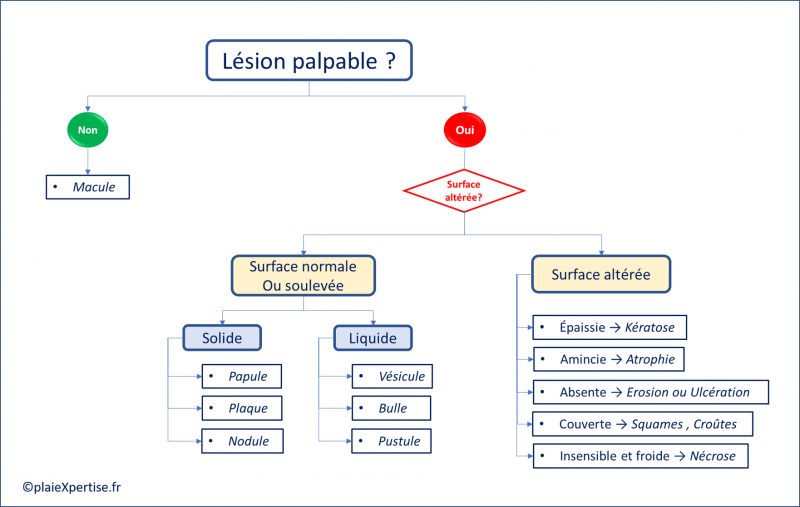 Fichier:Lésions élémentaires.png