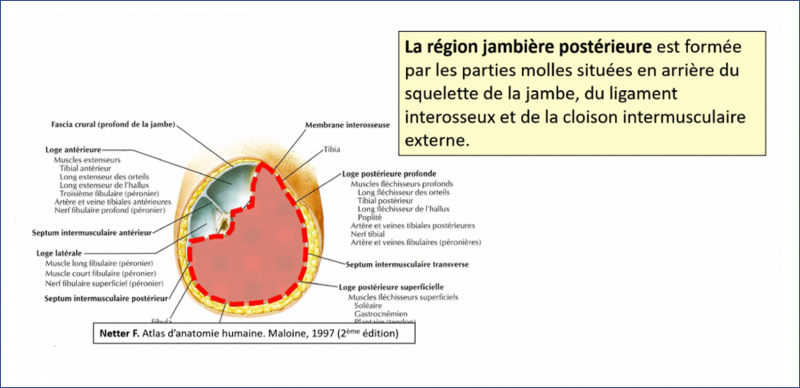 Fichier:Anat5.png