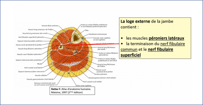 Fichier:Anat12.png