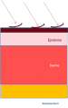 Squame8.png