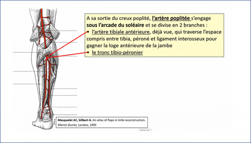Fichier:Anat36.png