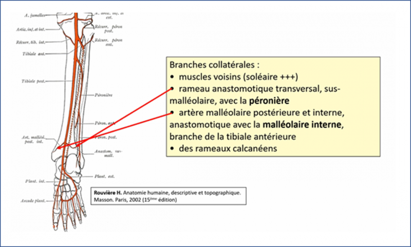 Fichier:Anat42.png