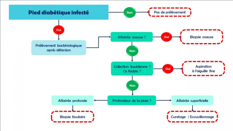 Fichier:PD infecté1.jpg