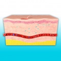 Anatomie-peau-plaie.jpg