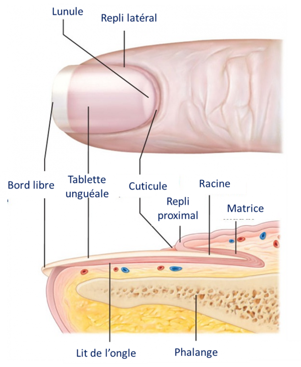 Ongle Anatomie — PlaieXpertise Base de connaissances