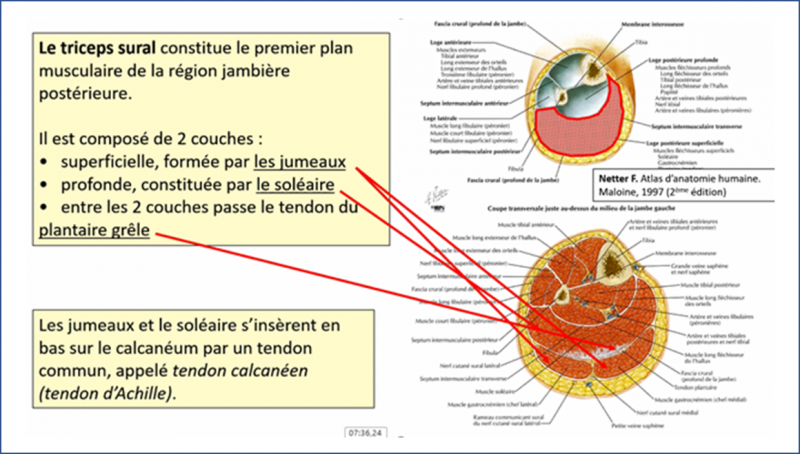 Fichier:Anat22.png